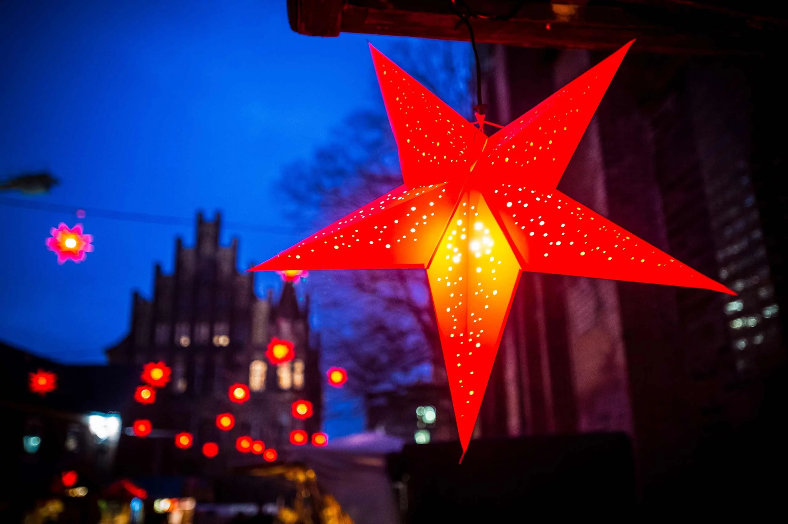 Roter Weihnachtsstern im Rathausinnenhof