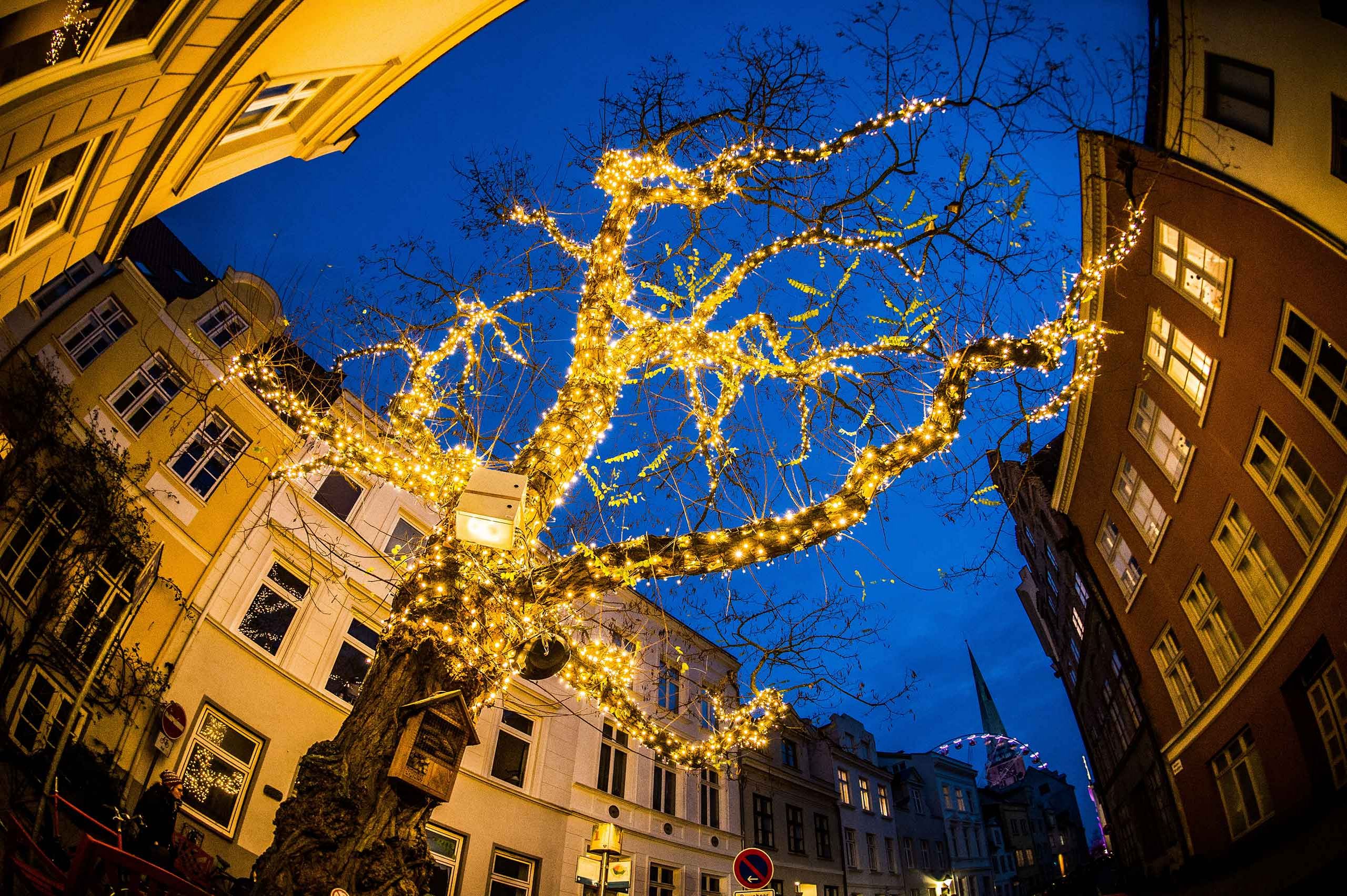 Beleuchteter Baum an der Großen Altenfähre